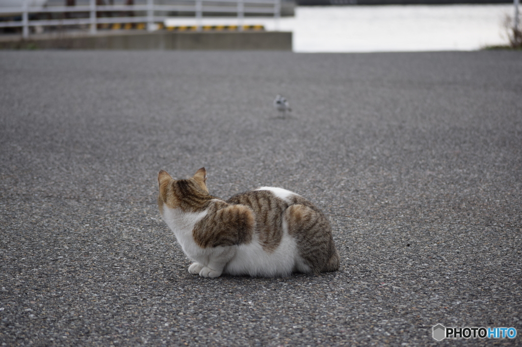 見つめられて...