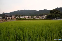 定点観測