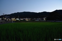 定点観測