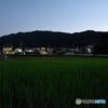 定点観測