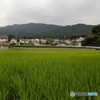定点観測