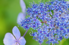 ８月の紫陽花