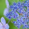 ８月の紫陽花