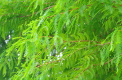 木漏れる光