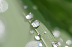 朝露