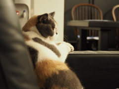 猫のミー。