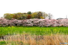 芝川 越しに 大和田緑地公園方向