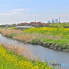 春の芝川