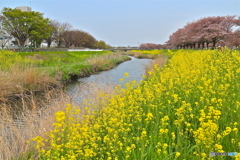 菜の花芝川