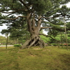 兼六園