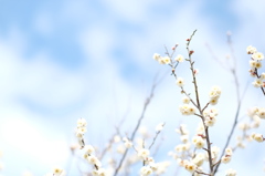 White Plum blossom