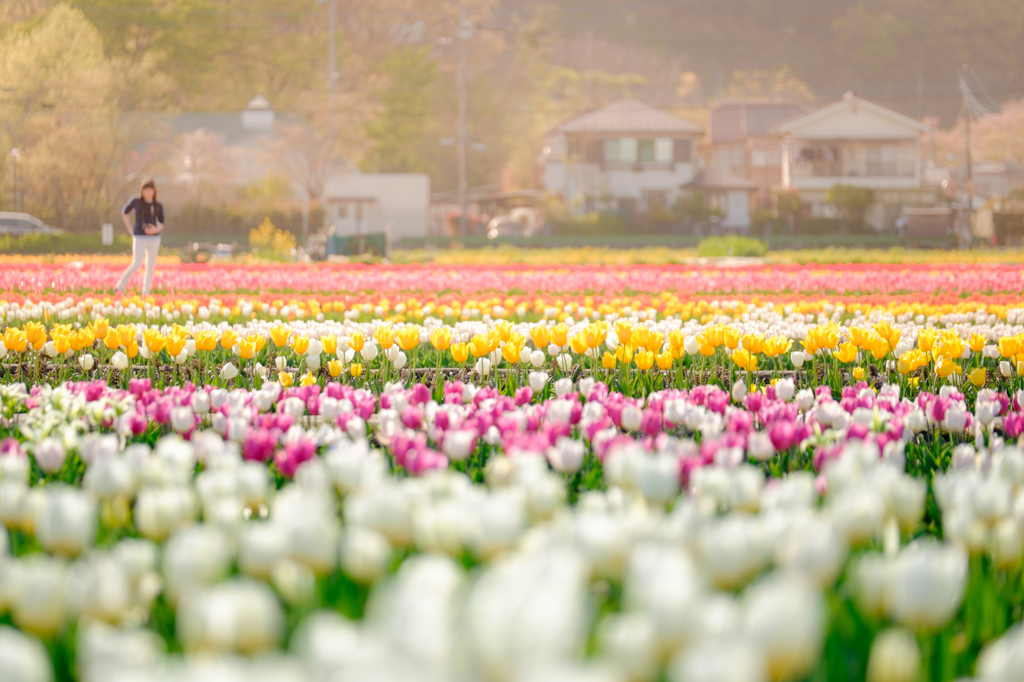 Color of Spring
