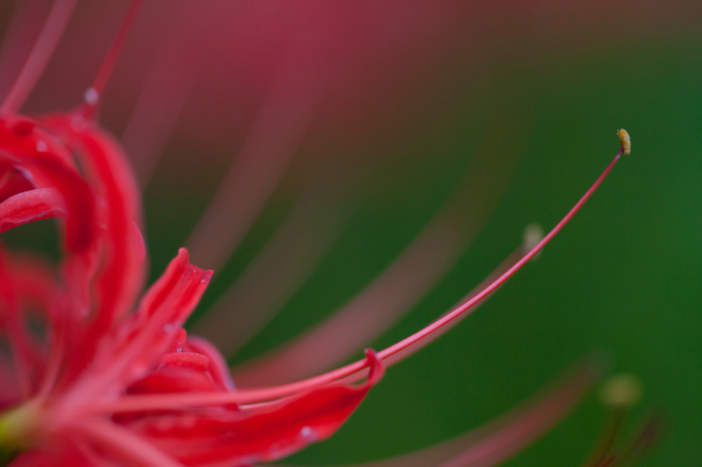 曼珠沙華