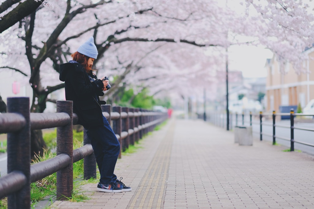 桜並木を切り撮って