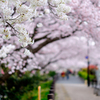 さくら散歩道