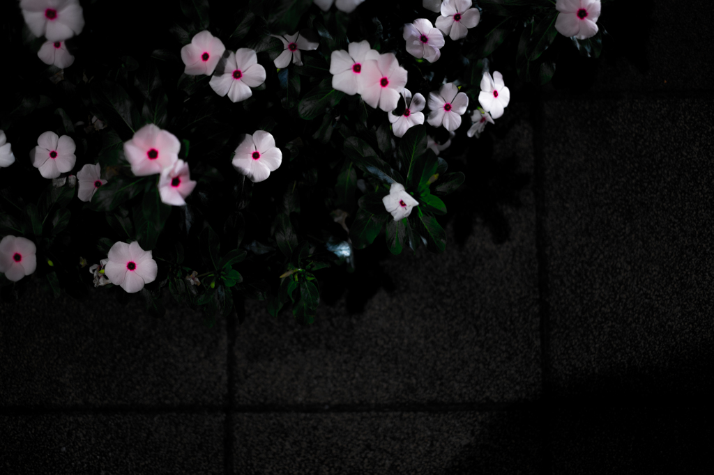 福生お散歩
