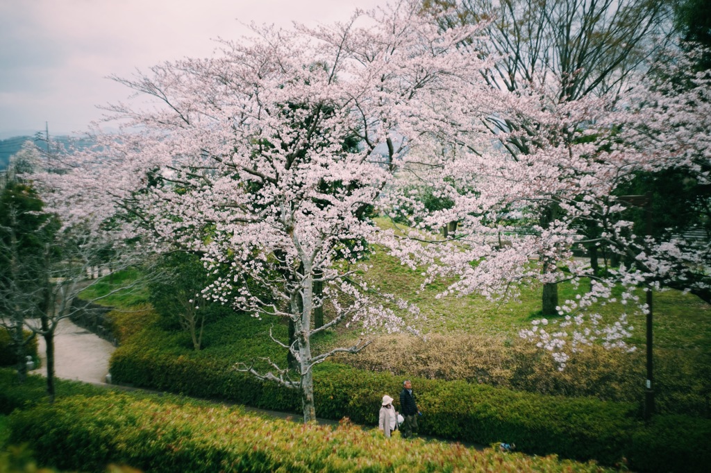 桜と人と