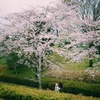 桜と人と