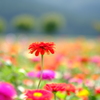 vivid colors