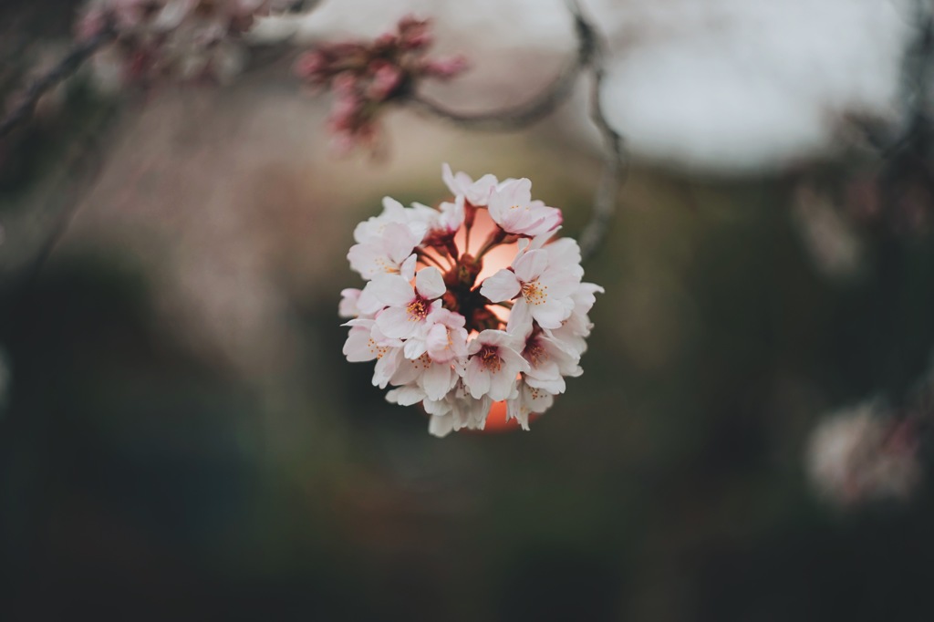灯桜