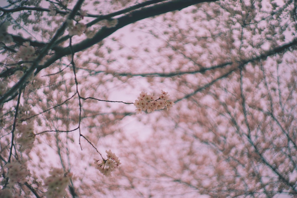 薄紅色幻想曲
