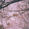 薄紅色幻想曲