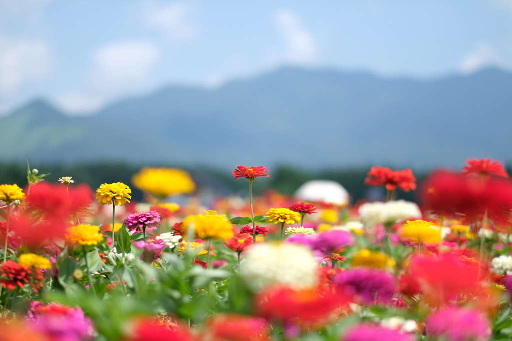vivid colors