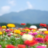 vivid colors