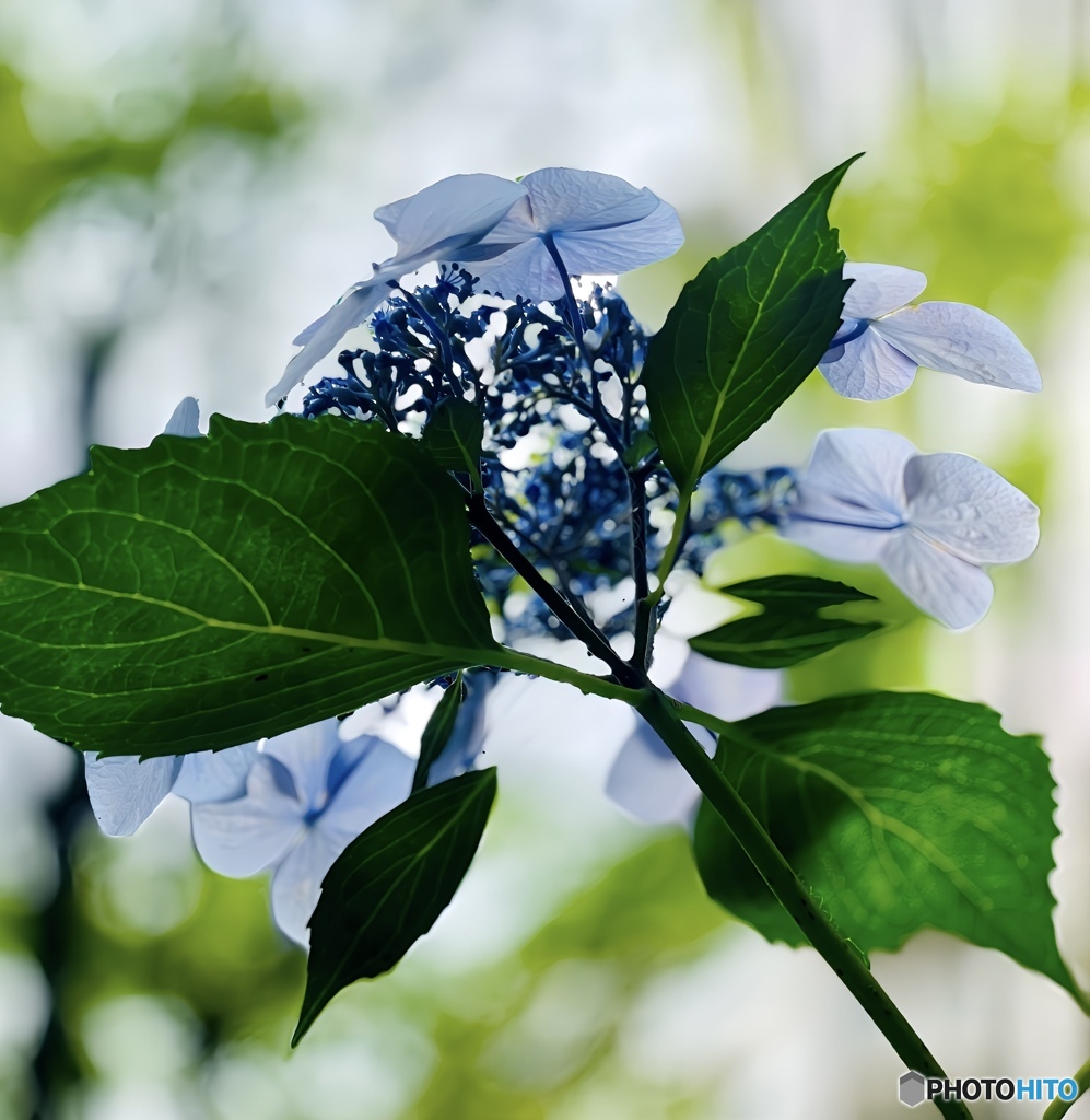 紫陽花を下から撮影しました