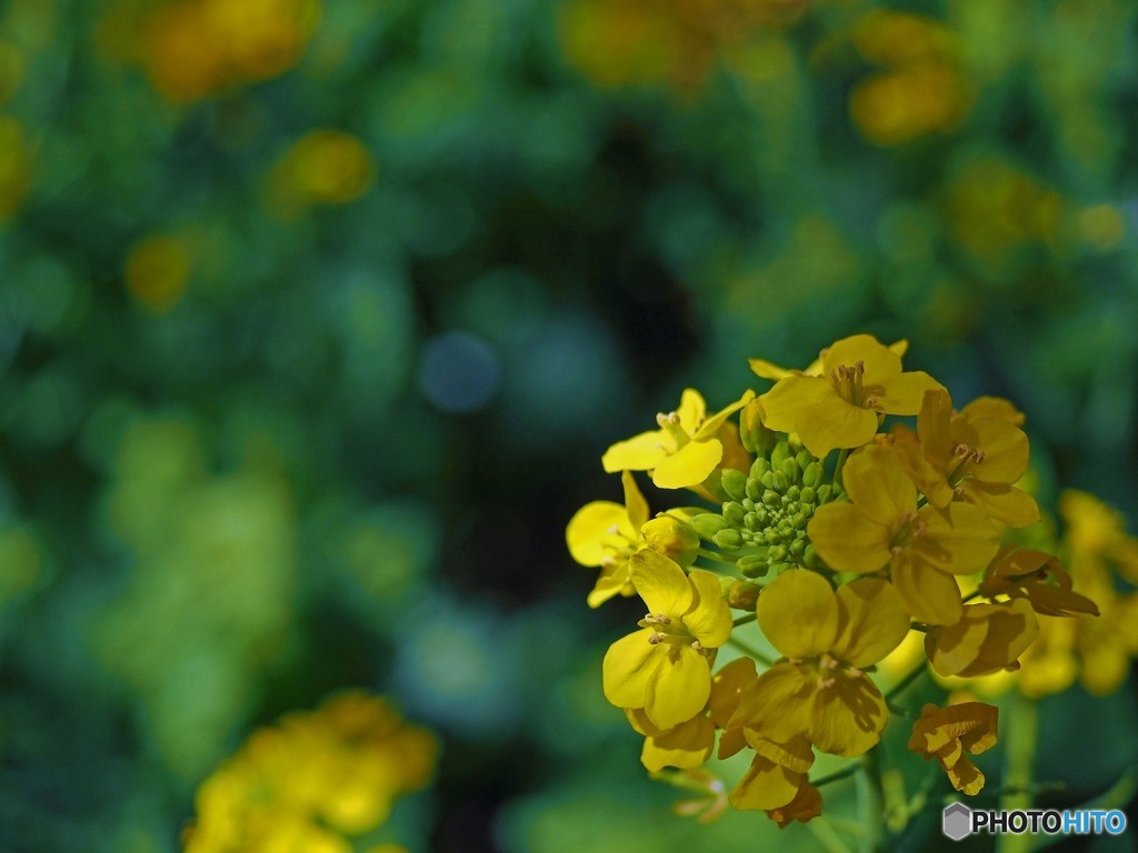 先日の追加で　菜の花