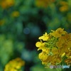 先日の追加で　菜の花