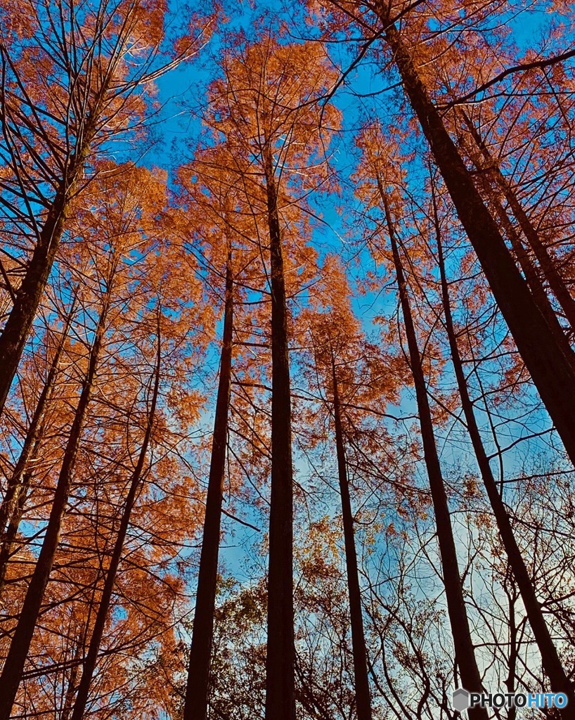 メタセコイアの紅葉