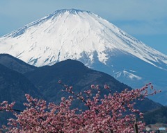 菜の花・河津桜・富士山に癒されました　5