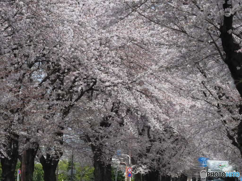 三鷹の桜もきれいです　２