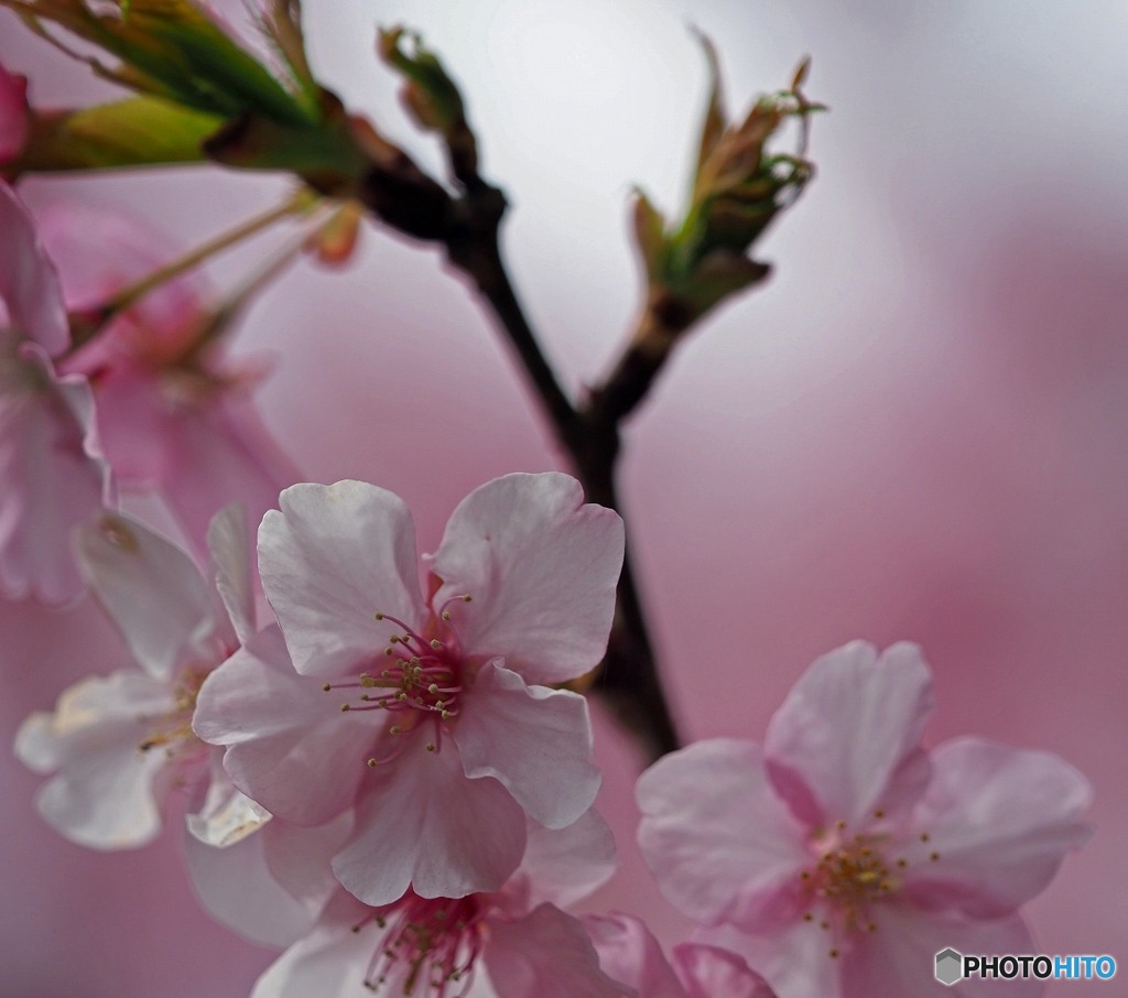 西平畑公園の早桜