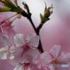 西平畑公園の早桜