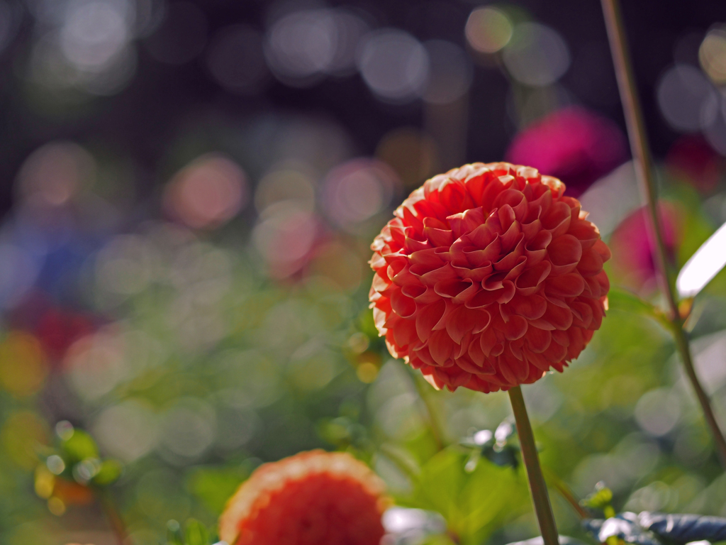 神代植物園より　2