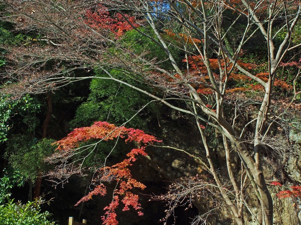 下田はまだ紅葉が・・・1