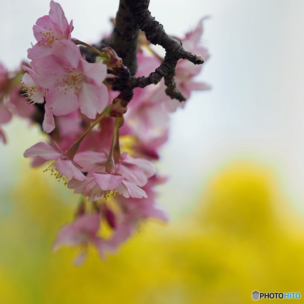 菜の花バックに河津桜