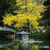薬師池公園より2