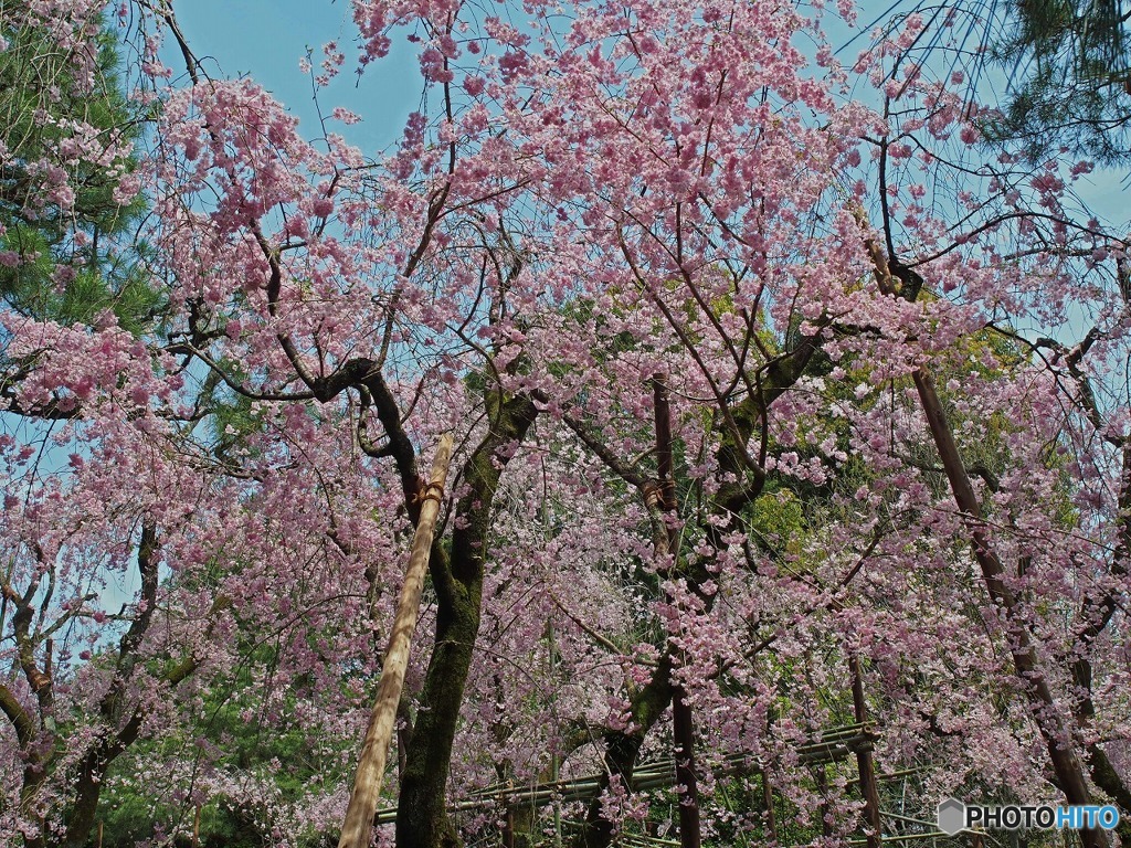 平安神宮より　2