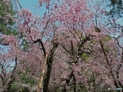 平安神宮より　2