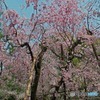 平安神宮より　2