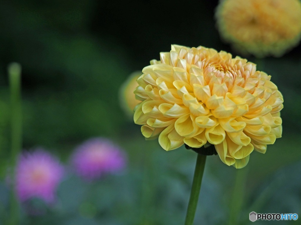 昨日寄ったひまわり畑と先日立ち寄った神代植物公園のダリアと夏薔薇　4