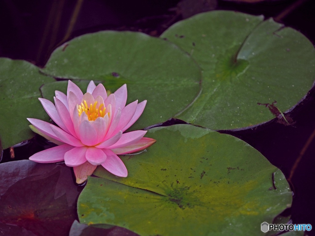 神代植物公園　29.6.29　5