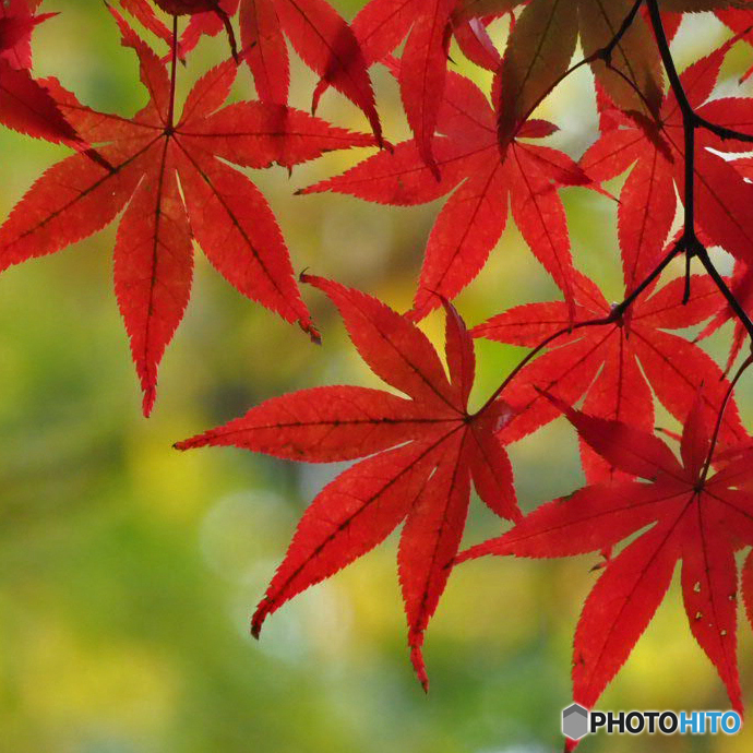 等々力渓谷の紅葉　２