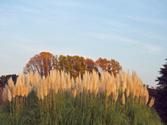 花はいいですがこういった風景も好きです　2