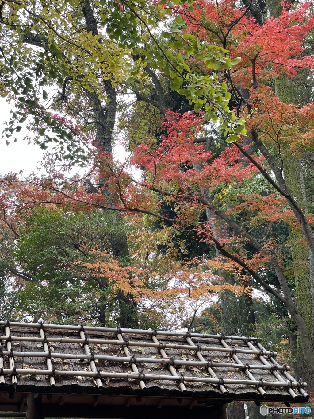 赤があると綺麗ですね2