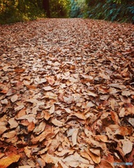 どこまでも続く落ち葉の絨毯