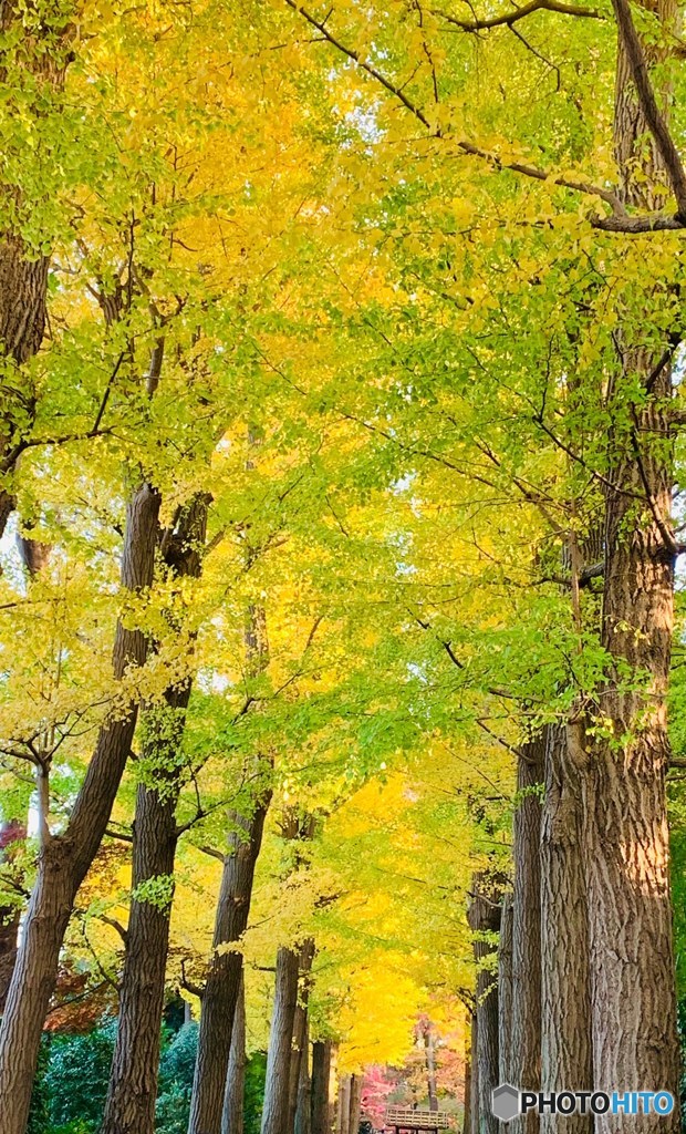 杉並区の打ち合わせ帰りに寄ってみました＜大田黒公園＞　６